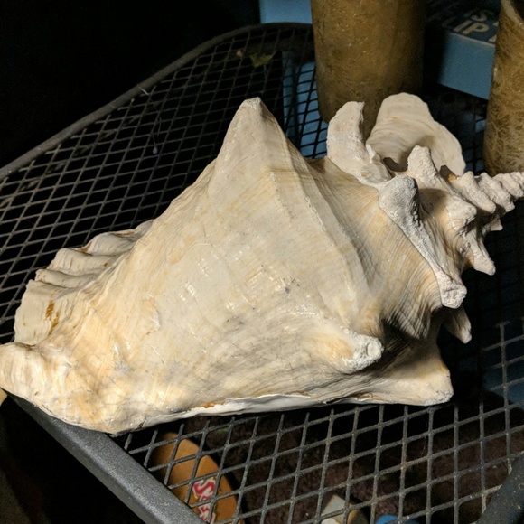 Real conch shell - Picture 3 of 4